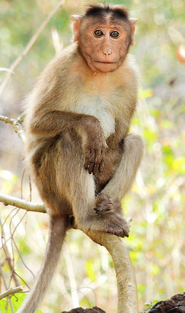 Monkey and Coconuts Quiz Puzzle