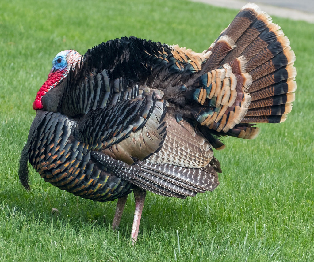 Find the Turkey Quiz Puzzle – Quiz Master Shop